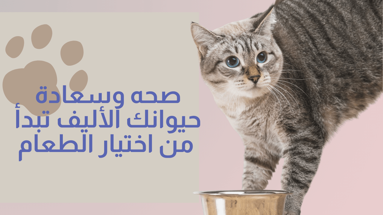 قطة أمام طبق طعام مخصص للقطط 