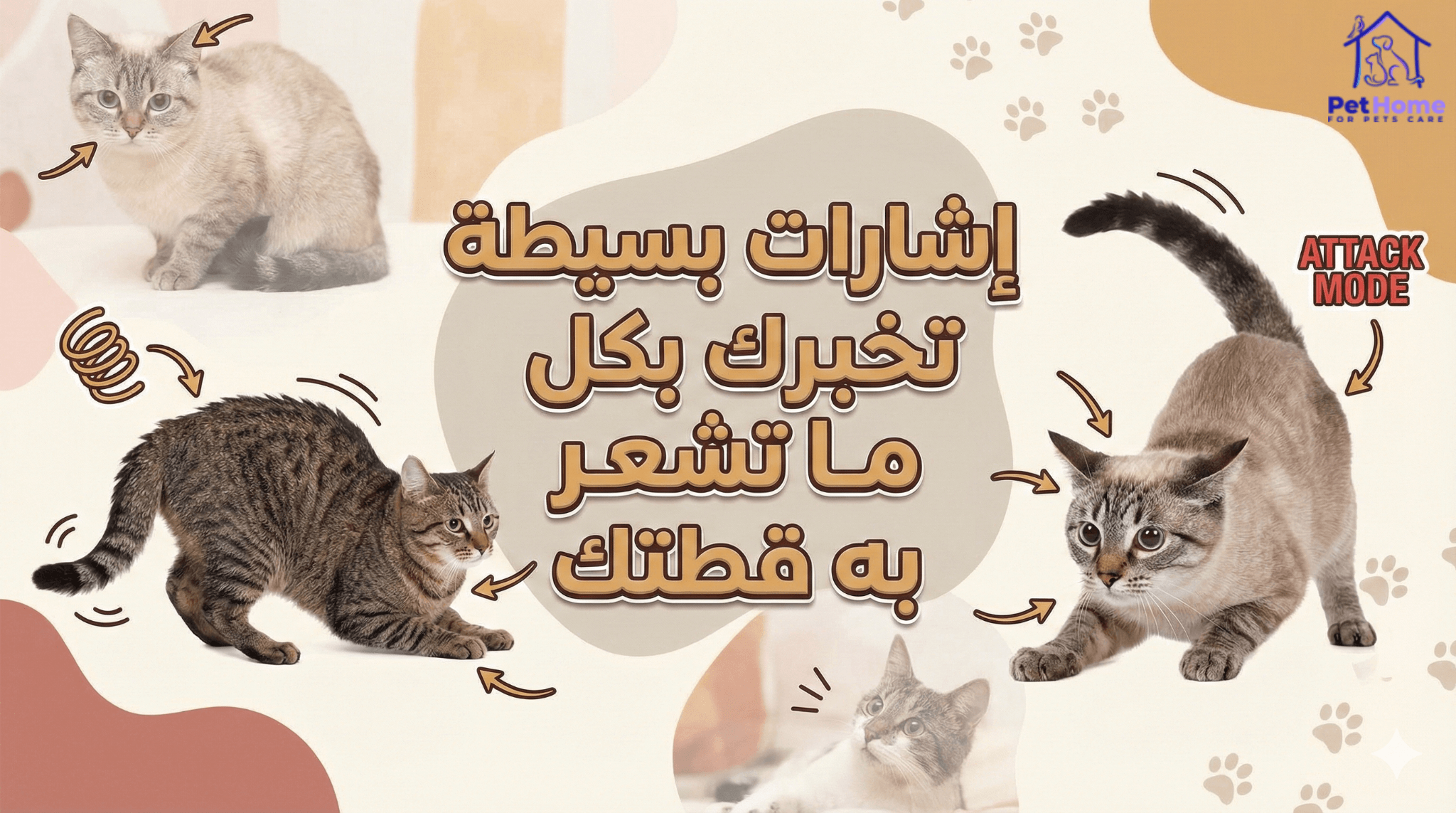 إشارات لغة جسد القطط توضح معاني حركات ذيل القطط، الأذن، المواء، والخرخرة لفهم مزاج قطتك. 