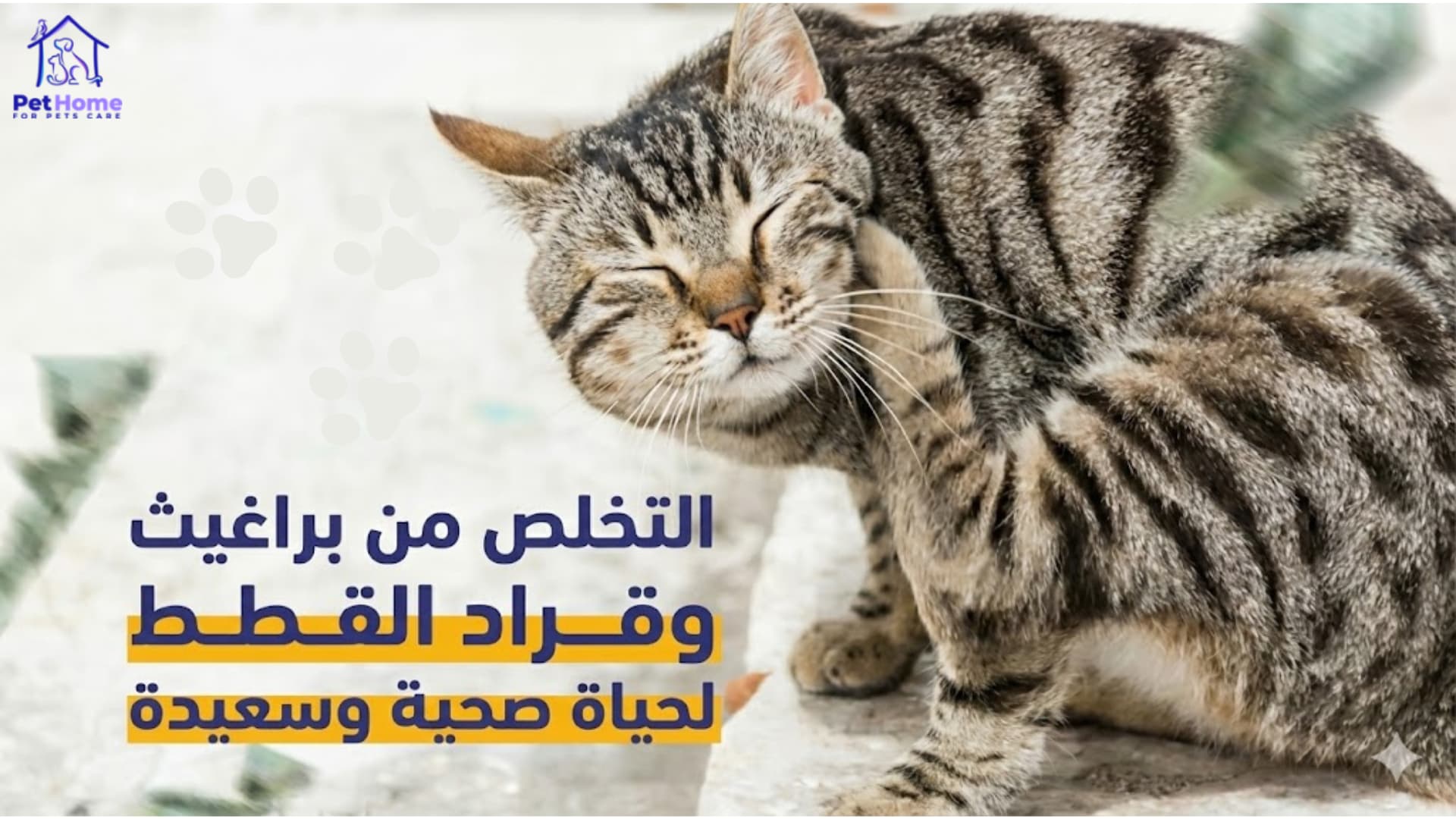 قطة تحك جسمها بسبب براغيث القطط، تظهر الحاجة للعلاج والوقاية من الطفيليات لضمان صحة وسعادة القطة في المنزل.