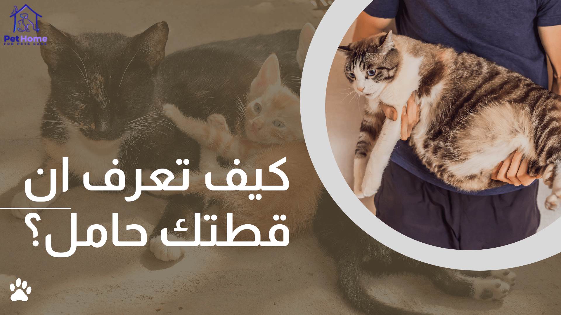 رجل يحمل قطة حامل وبطنها بارزة، وفي الخلفية قطة كبيرة مع صغيرها نائم، صورة توضح حمل القطط ورعاية القطة بعد الولادة.