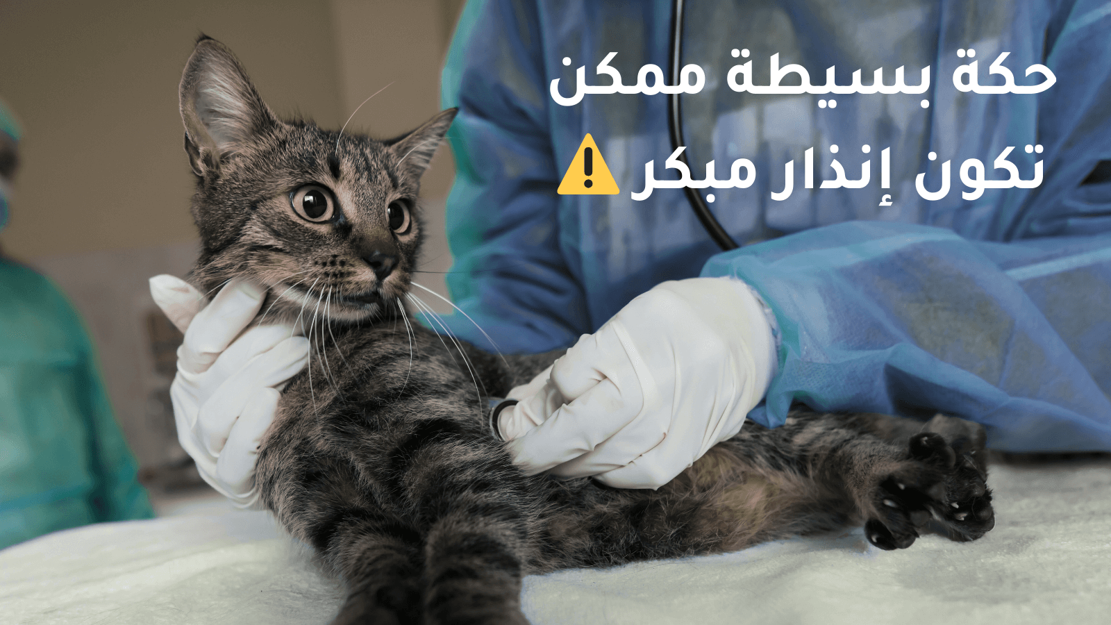 قطة تظهر علامات الحكة والتعب، من أعراض أمراض القطط الجلدية