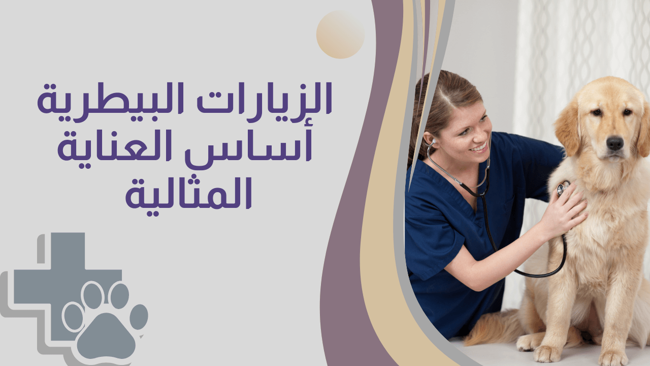 فحص بيطري للكلب داخل العيادة ضمن الزيارات الدورية للحفاظ على صحة الحيوان الأليف 